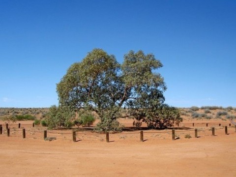 Lone Gum Tree
